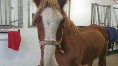 Woman who starved horse so badly it had to be put down banned from keeping animals indefinitely