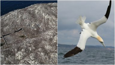 ‘Significant drop’ in seabird numbers on Bass Rock amid avian flu outbreak, says Scottish Seabird Centre