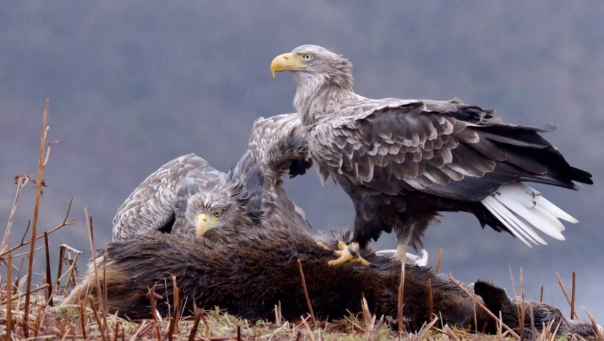 White-tailed eagle pair Skye and Frisa together more than two decades on Mull fledge 25th chick