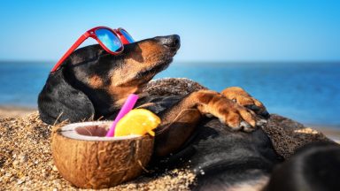 How to keep your pet cool and safe as temperatures rise in record-breaking heatwave in Scotland