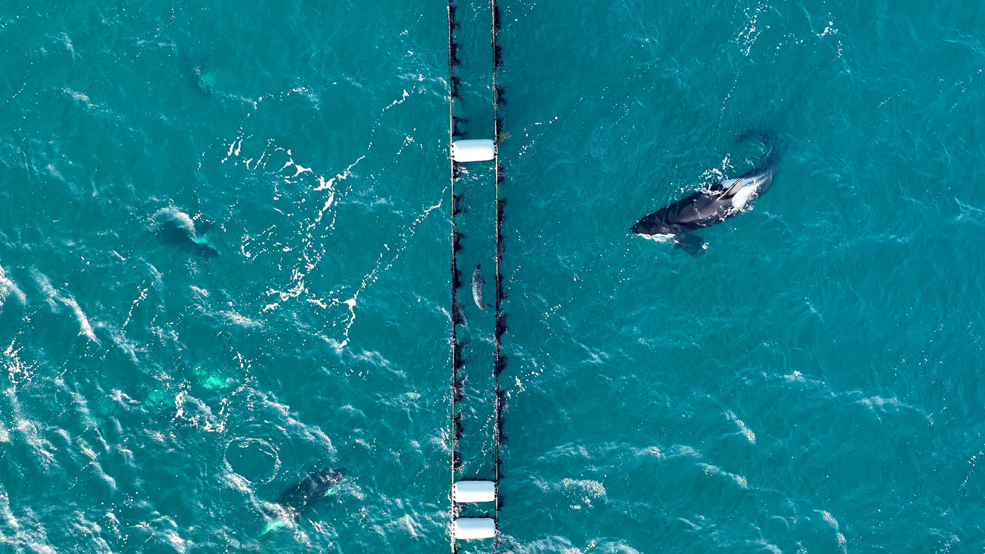 The seal initially managed to avoid the orcas by swimming into the net.