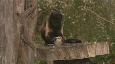 Edinburgh Zoo’s residents keeping it chill during the heatwave