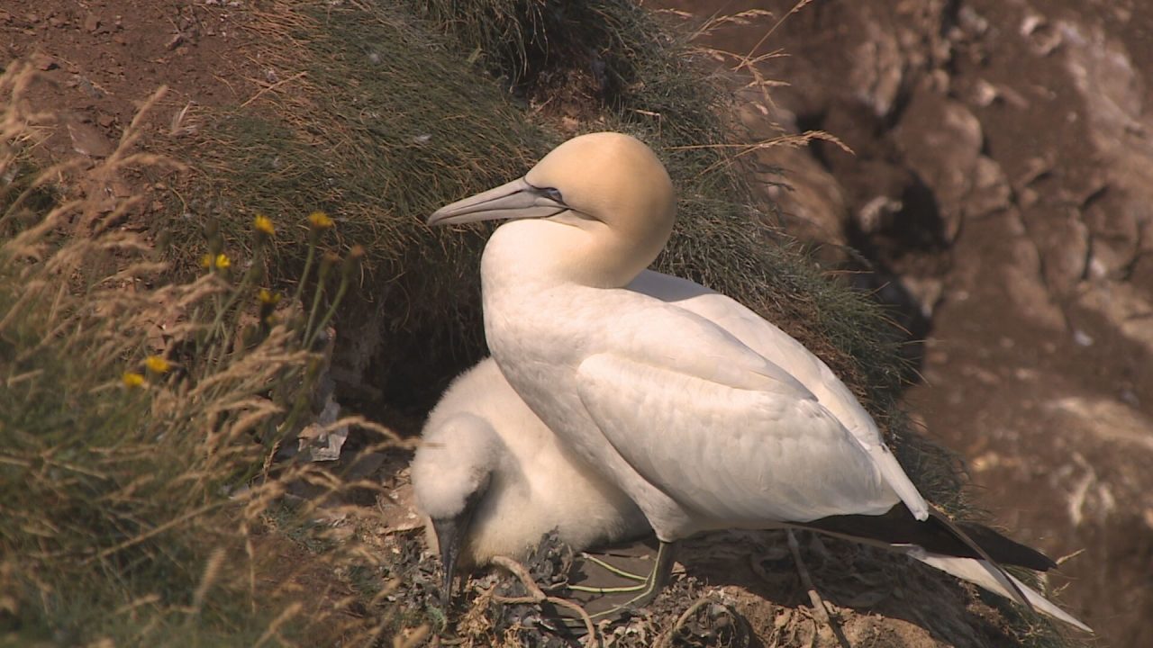 Avian flu threatens survival of some bird species in Scotland, NatureScot study suggests