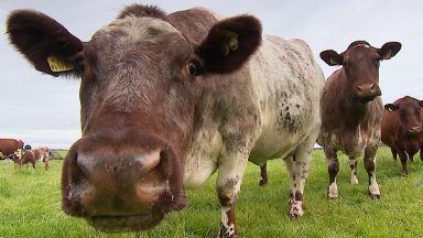 Cost of living: Scotland’s hard-hit farmers face selling animals they can’t afford to feed