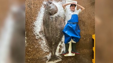 Huge six-foot halibut weighing 121 kilos caught off Peterhead coast to be sold in Edinburgh