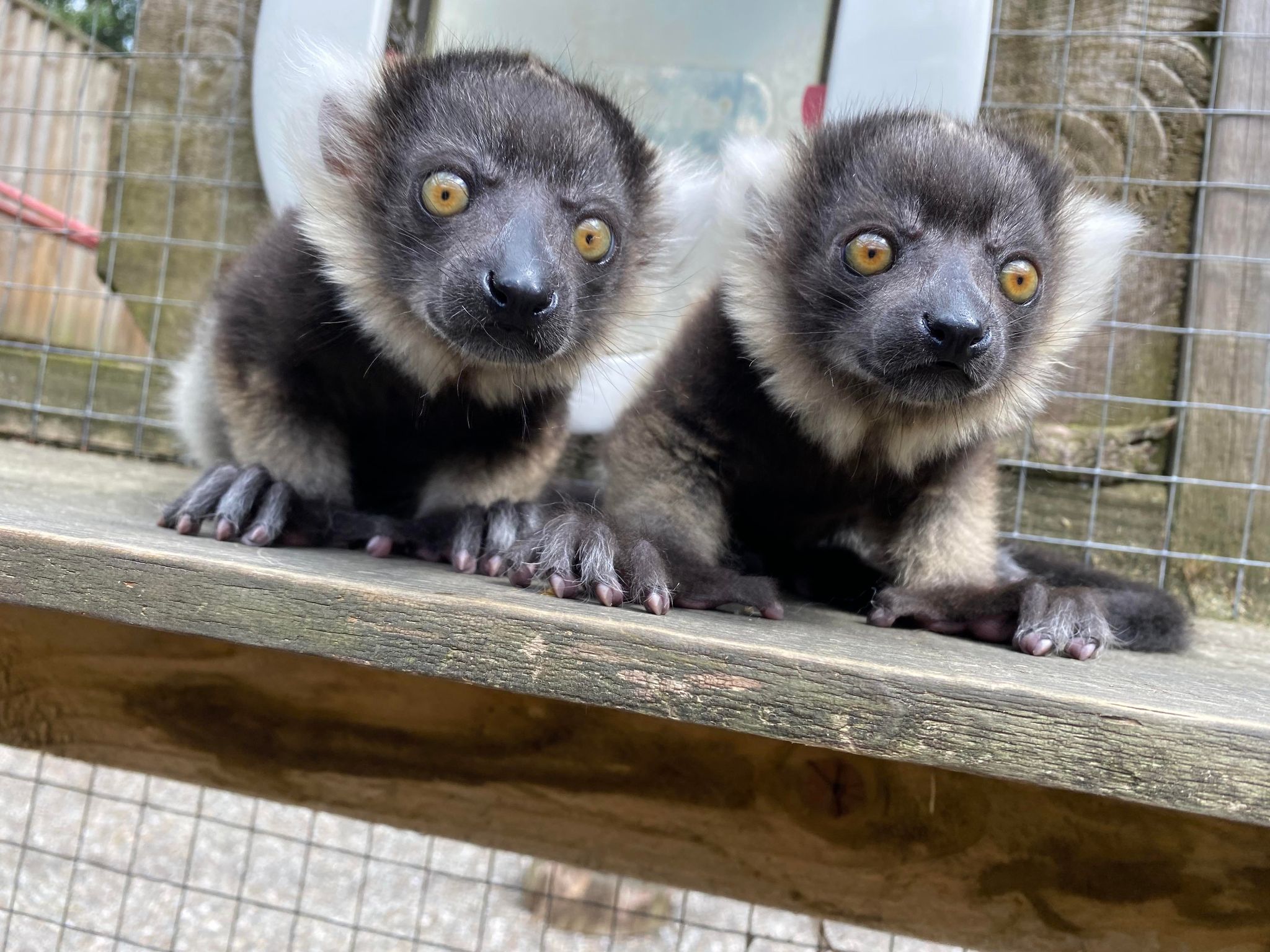 The six-week-old pups are beginning to explore their surroundings