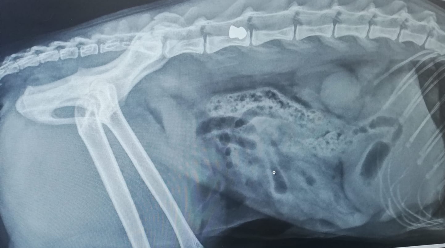 The pellet travelled to her spine, causing nerve damage.