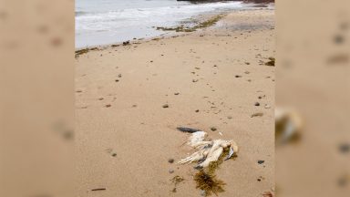 Aberdeenshire Council reports more than 1,000 dead birds collected from coast amid avian flu outbreak