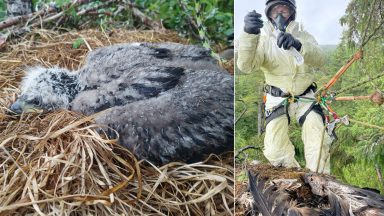 Dead white-tailed Mull eagle chick sparks fears over impact of bird flu on species