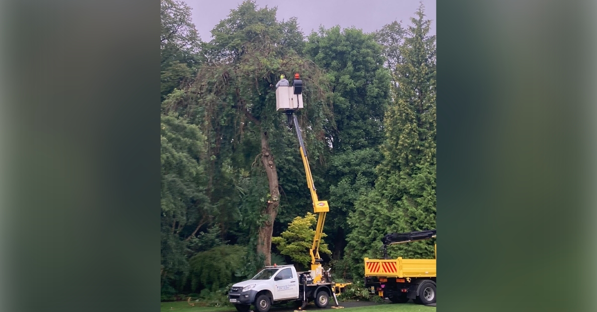 Oldest tree in Botanic Gardens in Glasgow cut down after developing ash dieback