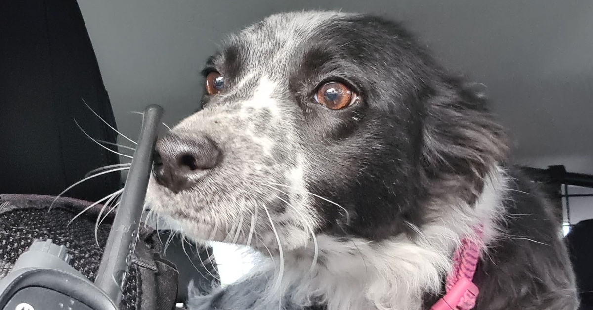 Stolen dog recovered 230 miles away from Wick four months later after car stop near Kinross