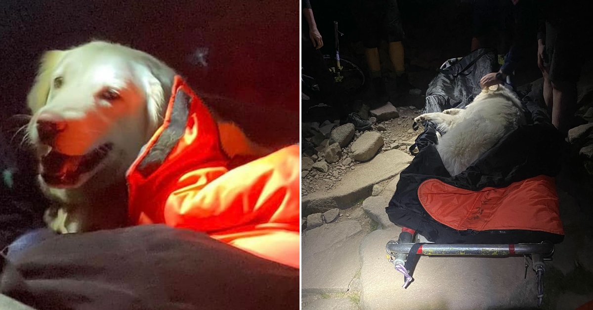 Mountain rescue calls in stretcher for dog unable to move on Ben Nevis