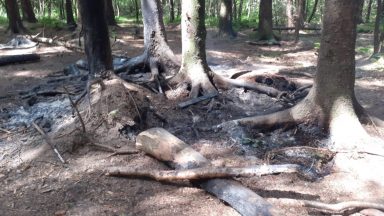 Scottish forest bosses to plant nettles in bid to prevent youths setting trees ablaze