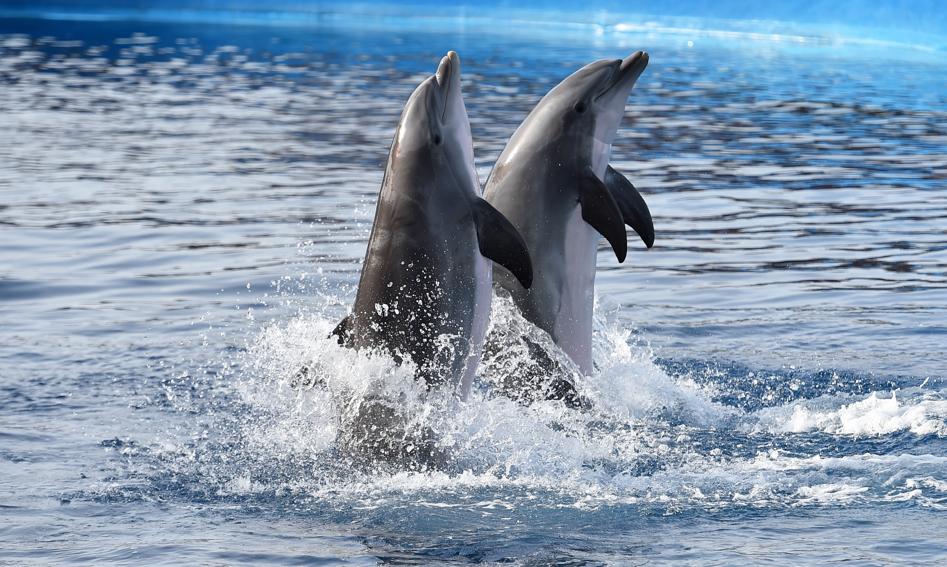 A lot of dolphin activity was detected - more than researchers expected.