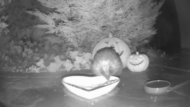 Nationwide campaign to tackle dwindling hedgehog numbers