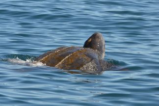 Rare leatherback turtle spotted in water of Loch Long in Arrochar as Navy issue safety warning to public