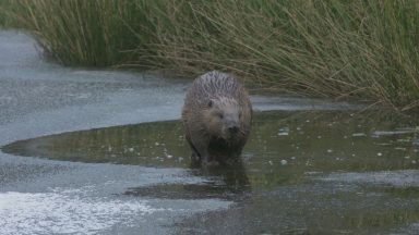 13,000 acres of Scottish land linked to rewilding project