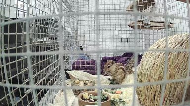 Stowaway squirrel which travelled from India to Scotland on boat taken in by Aberdeen charity