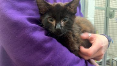 Kitten abandoned in bin bag near East Ayrshire railway line was ‘covered in maggots’