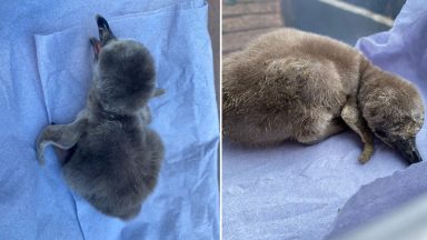 ‘Likely to become endangered’ Humboldt penguin chick born at Blair Drummond safari park