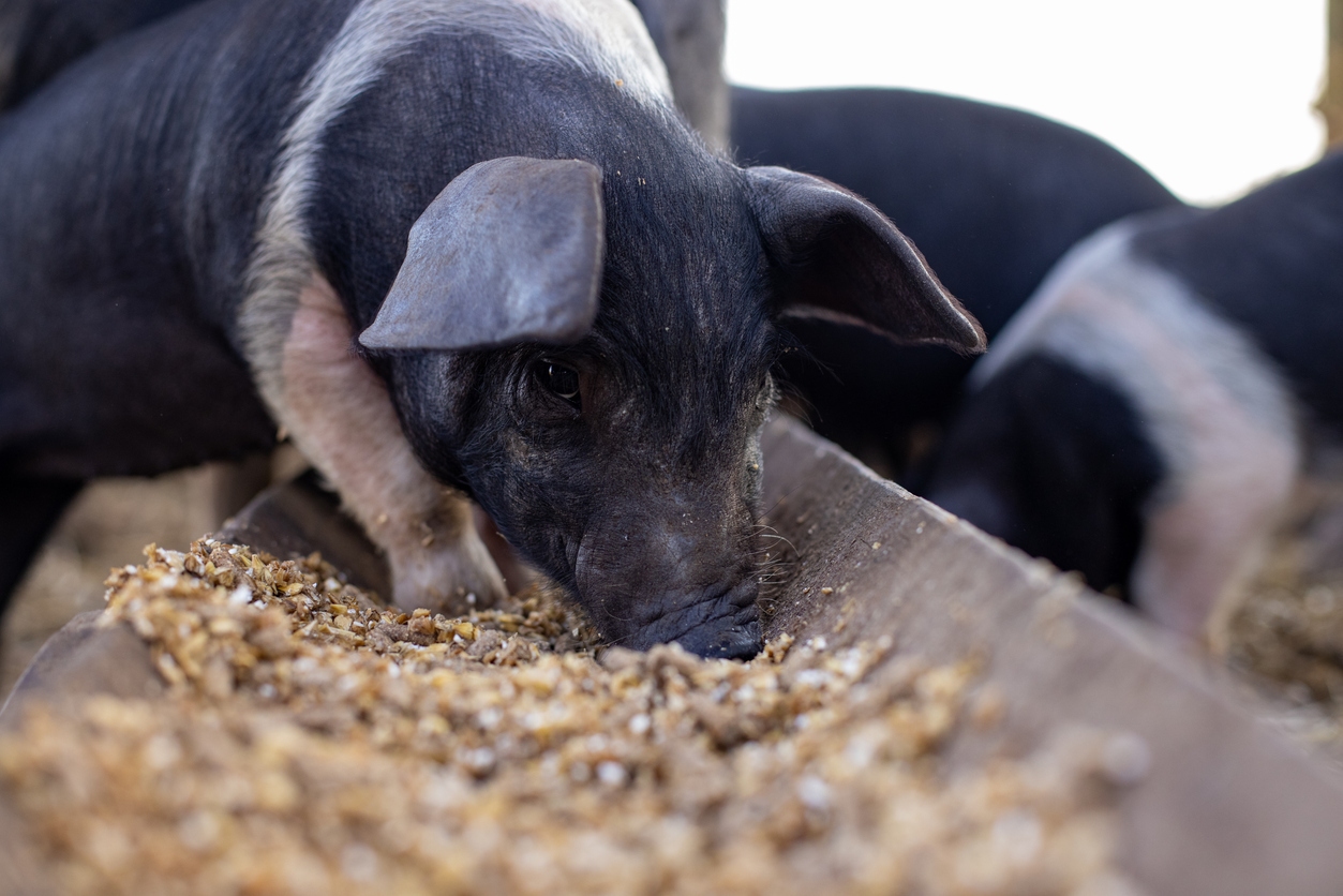 Pigs react horribly to ingestion DON. 