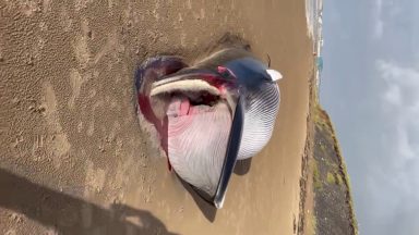 Huge minke whale found on beach may have died after entanglement