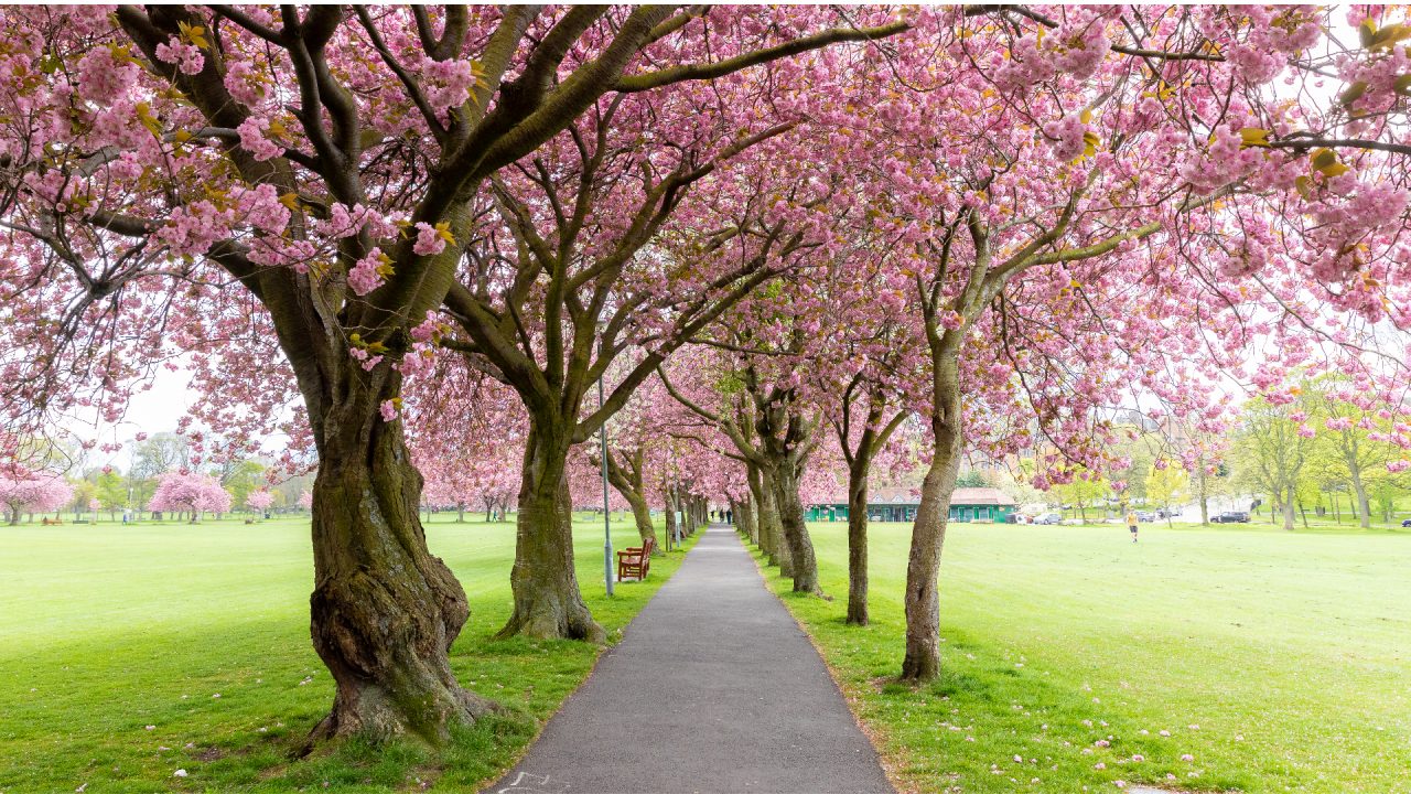 North Ayrshire Council to offer free ‘memory trees’ to bereaved families to help commemorate loved ones