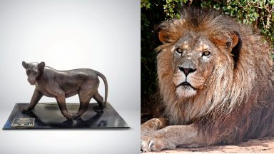 ‘Born Free’: Wild lion sculptures brought to Edinburgh in bid to save species from extinction