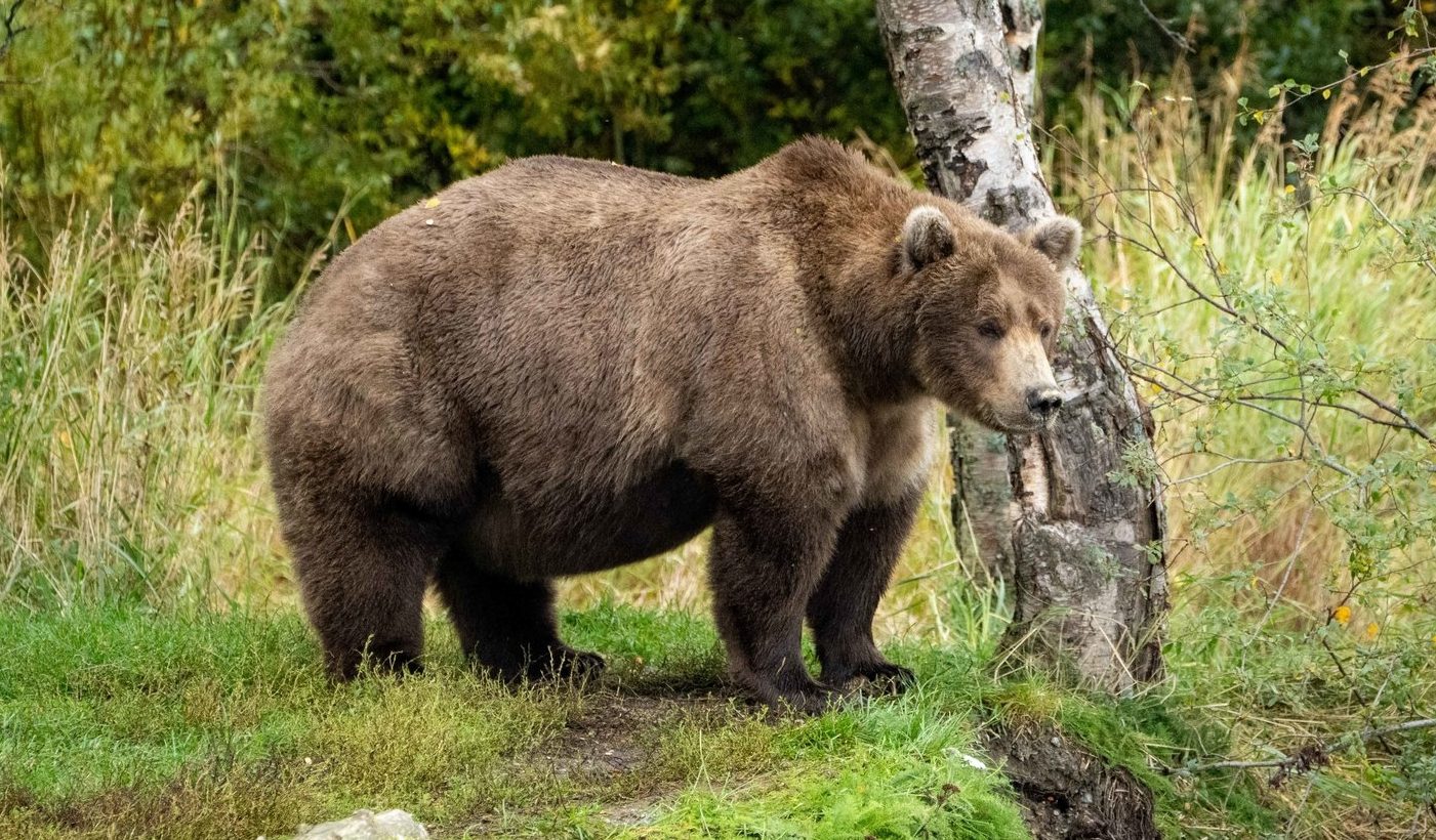 Bear 901 was runner-up, and she continues to be a fan-favourite.