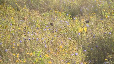 New flower meadow to teach pupils more about nature