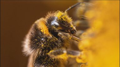 Glasgow filmmaker bringing Scottish wildlife to the world