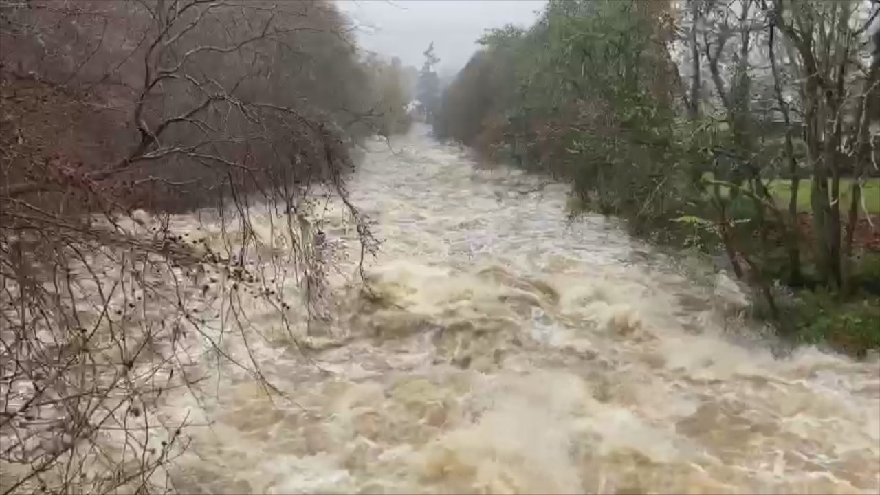 Search resumes for missing woman swept away while trying to rescue dog from River Don