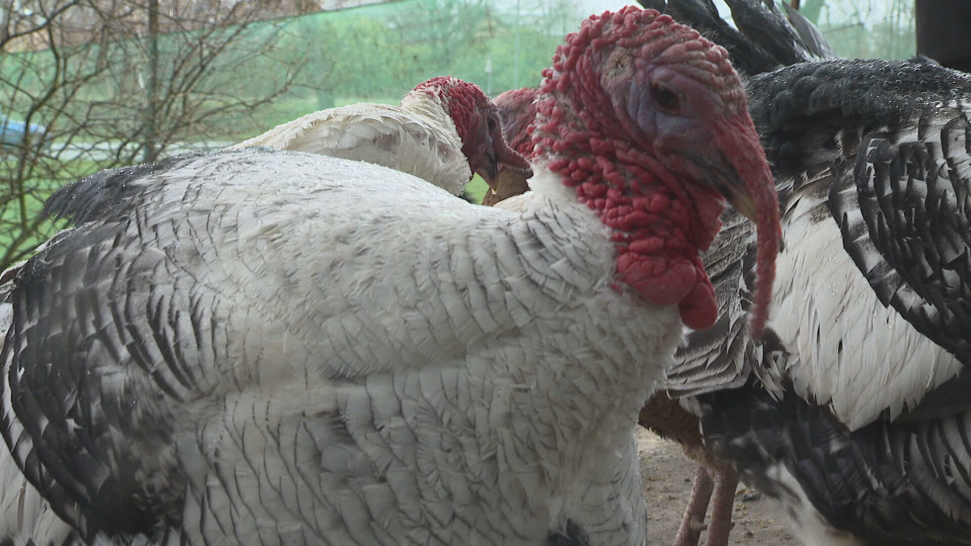 Bird flu is a disease that is spread among ducks, chickens, turkeys and quails.