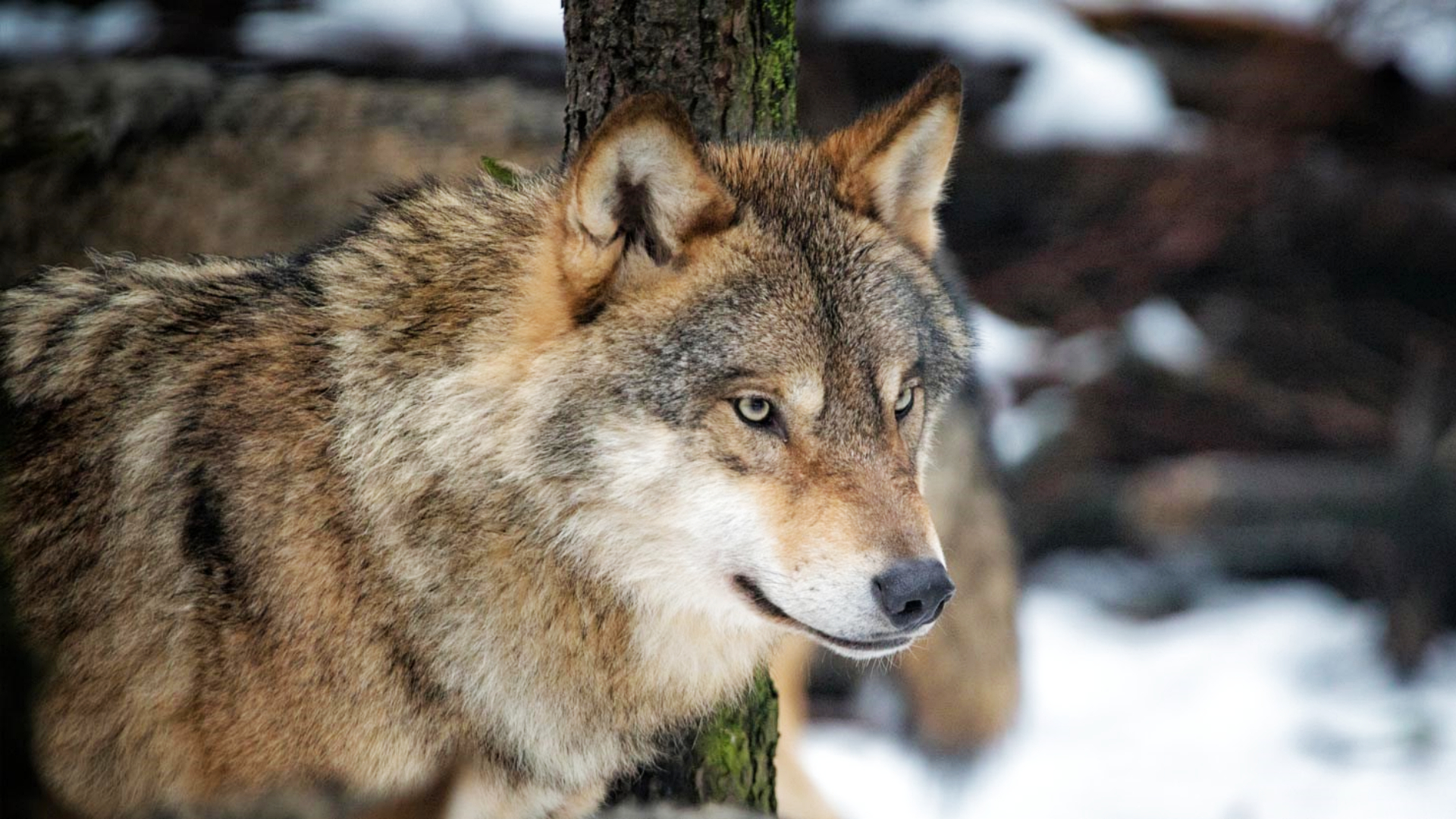 European grey wolf