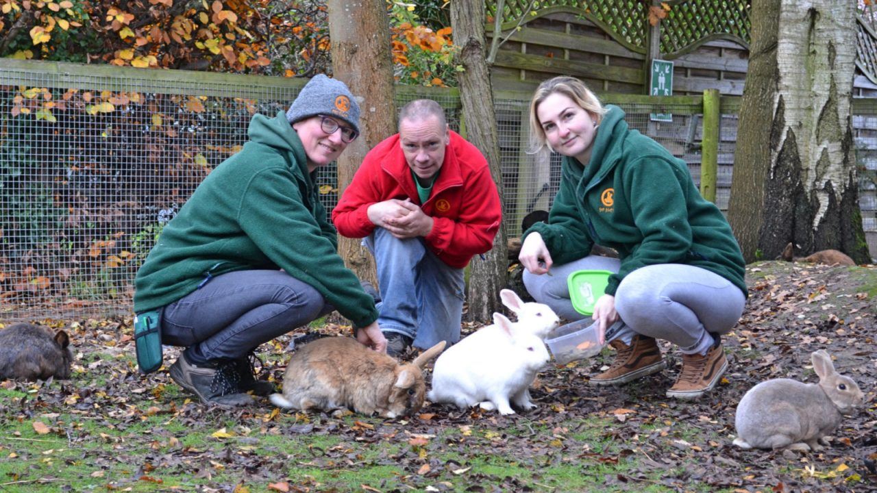 Welfare charity call for ban on rabbit sales and breeding as rescue centres face rise in abandoned pets