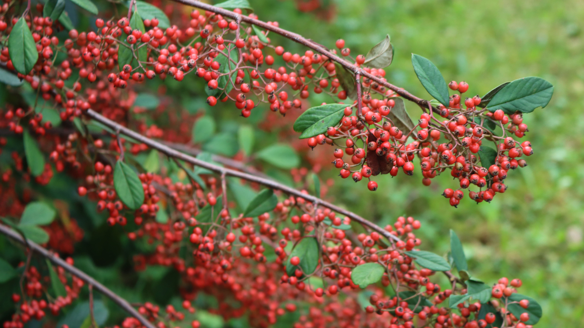 Invasive Asian plant species risks ‘crowding out’ rare native shrub on Highland cliffs