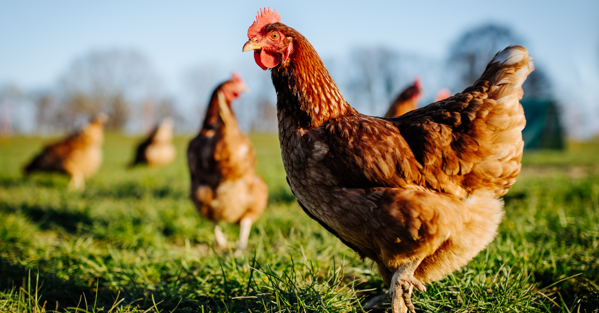 Over 100,000 birds culled at Scottish farms amid avian flu outbreak