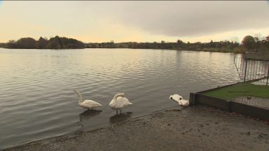 Avian flu outbreak at Glasgow Loch leaves 12 swans dead