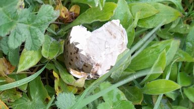 Man and woman fined after destroying over 40 protected bird eggs on Boralie island in the Highlands