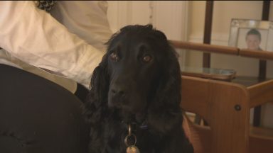 Hearing Dogs charity in search for more volunteers