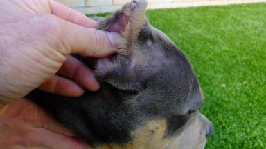 Airdrie man who cropped ears of American bully dog handed ban after Scottish SPCA investigation
