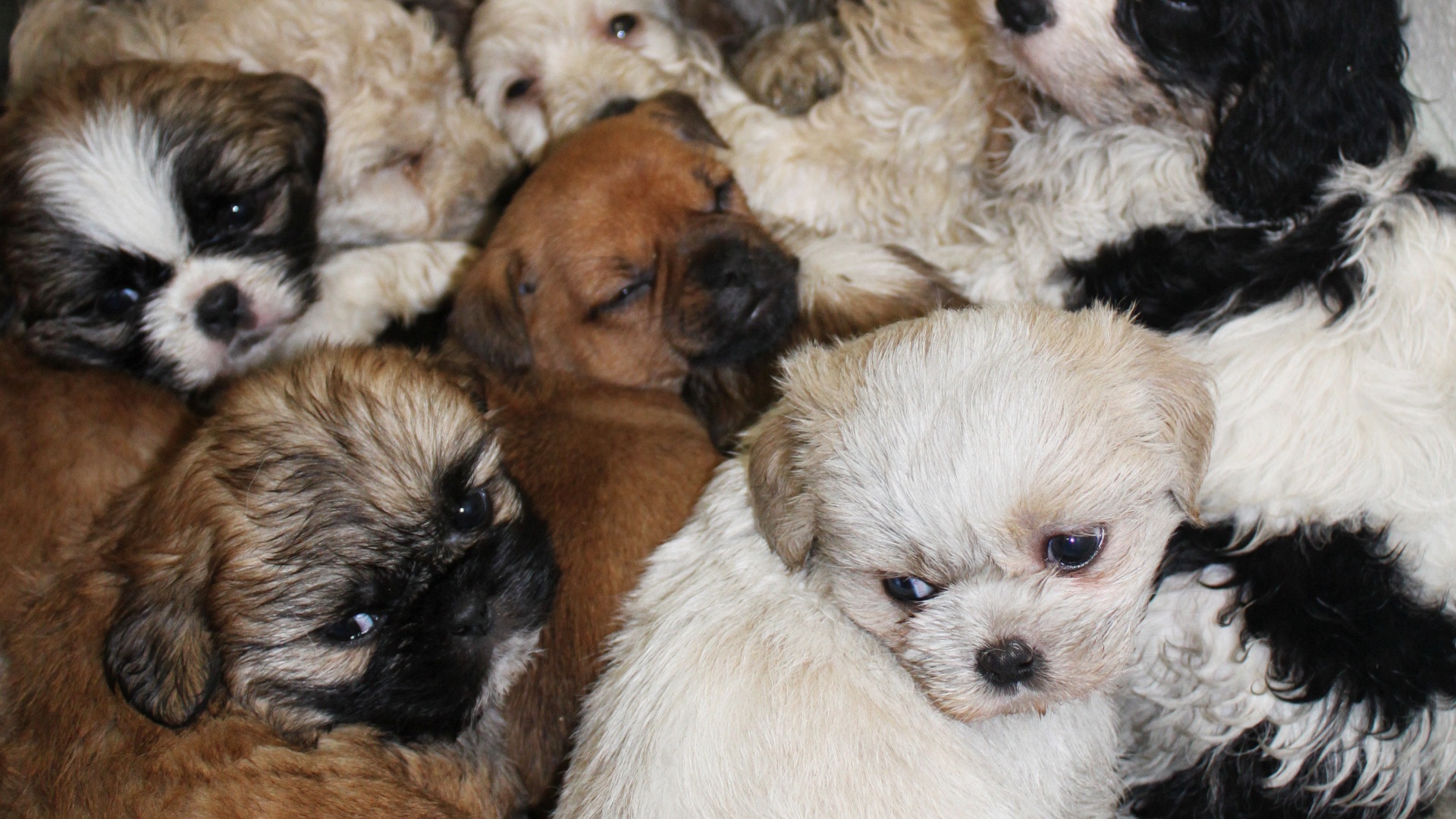 Some puppies can be priced as high as £3,000.