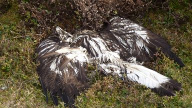 Birds of prey continue to be illegally shot, trapped and poisoned, say conservation charity RSPB