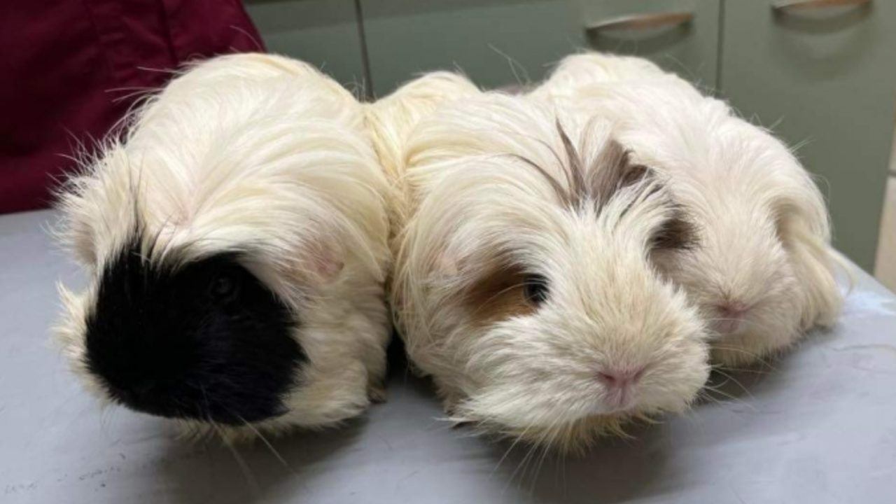 Three Guinea pigs found abandoned in bag on street corner in Lerwick