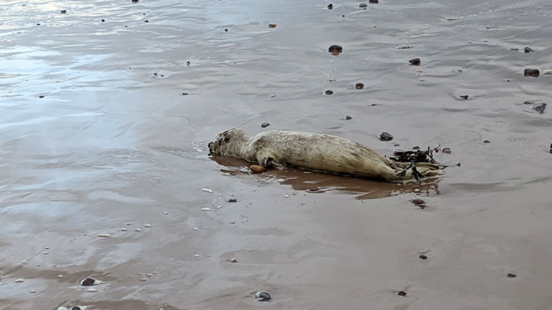 Dead seal at Thorntonloch beach in Dunbar.