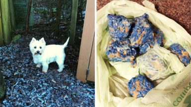 Dog rushed to vets after eating meat covered in rat poison in Glenrothes, Fife