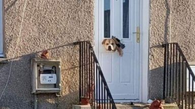 Family left with 300 pound bill after ‘softy’ dog chews through door in Kelty, Fife