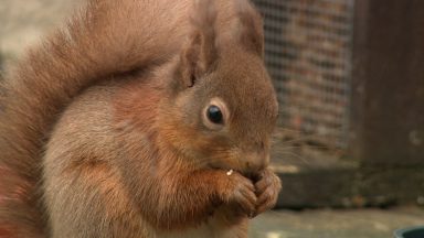 Red squirrels: Large numbers return to Aberdeen parks as greys decrease