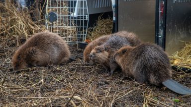 Beavers: Family moved from Tayside to Loch Lomond after health checks at Five Sisters Zoo