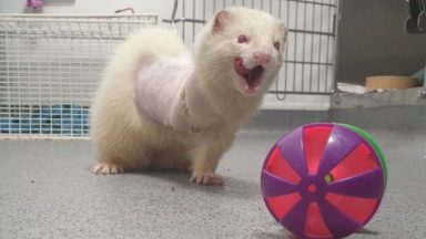 Ferret that lost leg after being found injured in field near Glasgow seeks new home